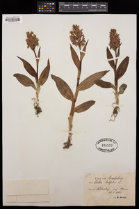 Dactylorhiza incarnata image