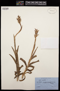 Anacamptis coriophora image