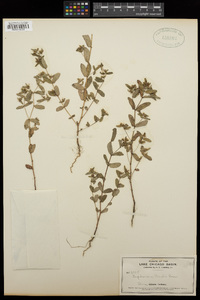 Chamaesyce nutans image