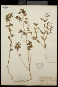 Chamaesyce nutans image