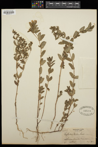 Chamaesyce nutans image