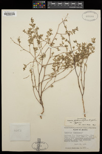 Euphorbia pediculifera image