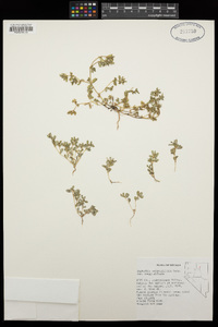 Euphorbia serpillifolia var. serpillifolia image