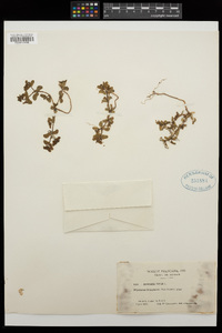 Euphorbia peplis image