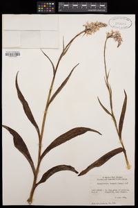 Dactylorhiza fuchsii image
