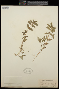 Euphorbia pilulifera image
