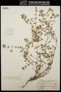 Euphorbia hirtella image