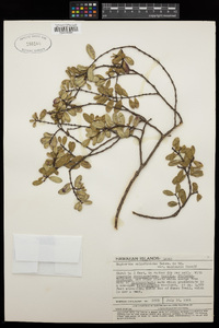 Chamaesyce celastroides image