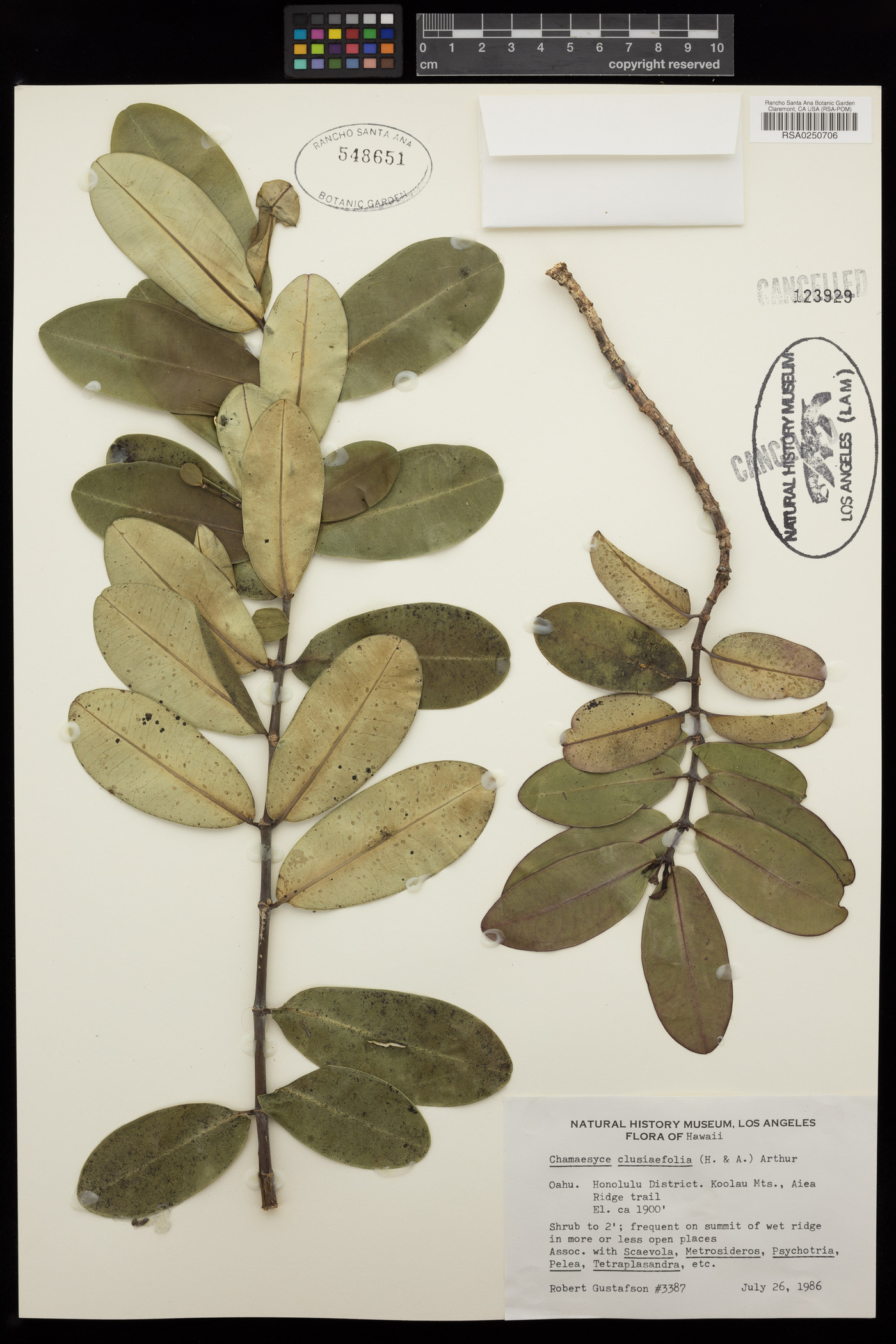 Chamaesyce clusiifolia image