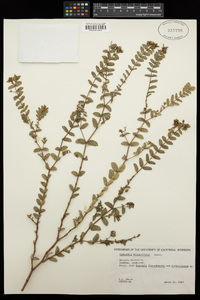 Euphorbia mitchelliana image