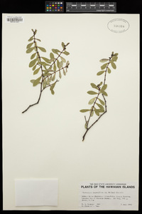 Chamaesyce sparsiflora image