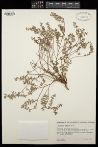 Euphorbia wheeleri image