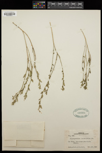 Chiropetalum tricuspidatum image