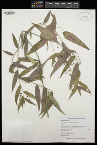 Chiropetalum tricuspidatum image
