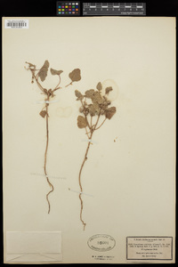 Chrozophora tinctoria image