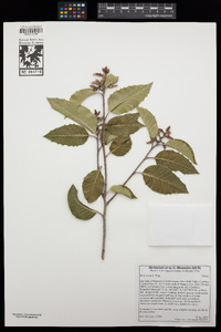 Rhus ovata image