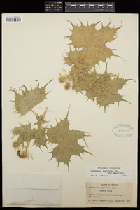 Cnidoscolus angustidens subsp. angustidens image