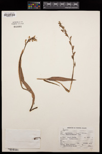 Platanthera sparsiflora image