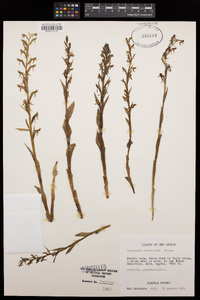 Platanthera brevifolia image
