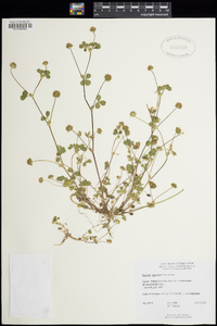 Trifolium microdon image