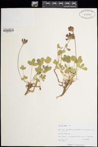 Trifolium parryi image