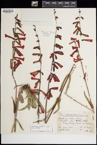 Penstemon eatonii image