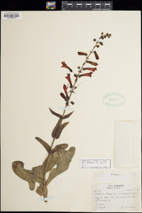 Penstemon eatonii image