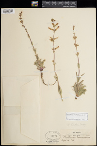 Penstemon fendleri image