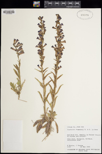 Penstemon fremontii image