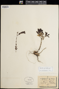 Penstemon fruticosus subsp. fruticosus image