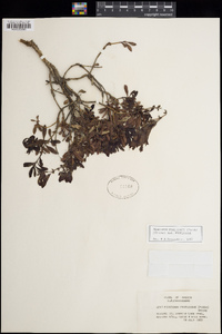 Penstemon fruticosus subsp. fruticosus image