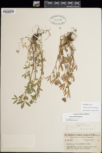 Trifolium willdenovii image