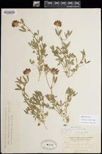 Trifolium wormskioldii image