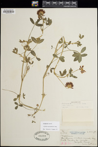 Trifolium wormskioldii image