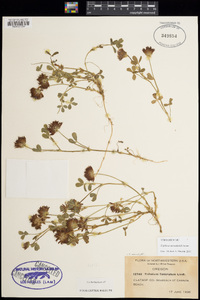 Trifolium wormskioldii image