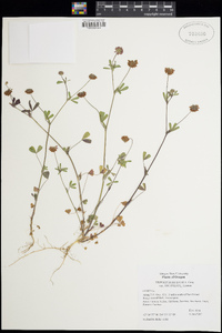 Trifolium bifidum var. decipiens image