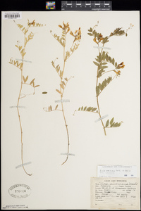 Vicia americana subsp. americana image