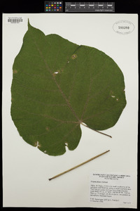 Croton draco image