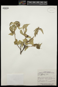 Croton rzedowskii image