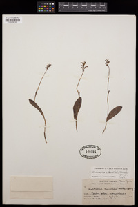 Platanthera clavellata image
