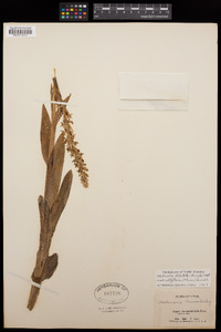 Platanthera dilatata var. albiflora image