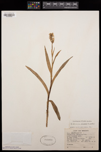 Platanthera dilatata image