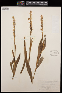 Platanthera dilatata image