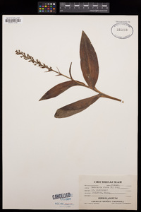 Platanthera flava image