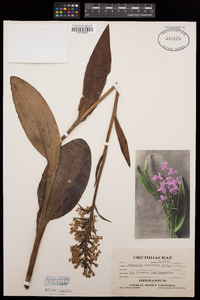 Habenaria fimbriata image