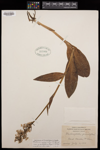 Platanthera grandiflora image