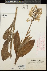 Habenaria fimbriata image