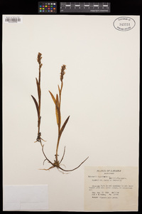 Platanthera hyperborea image