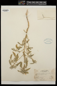 Croton texensis image