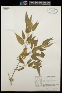 Croton flavens image